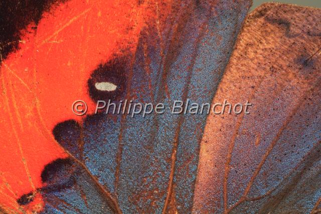 aile kallima inachus.JPG - Gros plan, aile de Kallima inachus (recto)Dead Leaf Butterfly or Orange Oakleaf wingLepidoptera, NymphalidaeInde